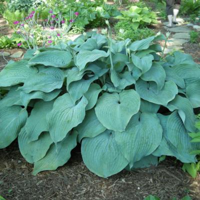 Hosta 'Blue Mammoth'